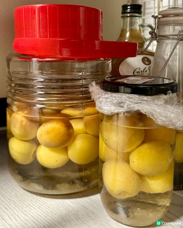 釀梅酒好時候 - 日本南高梅