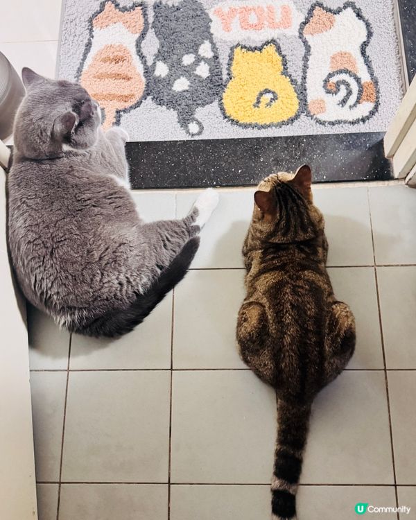 Hi 👋🏻 咩玩法？對號入座嗎😹😹😹