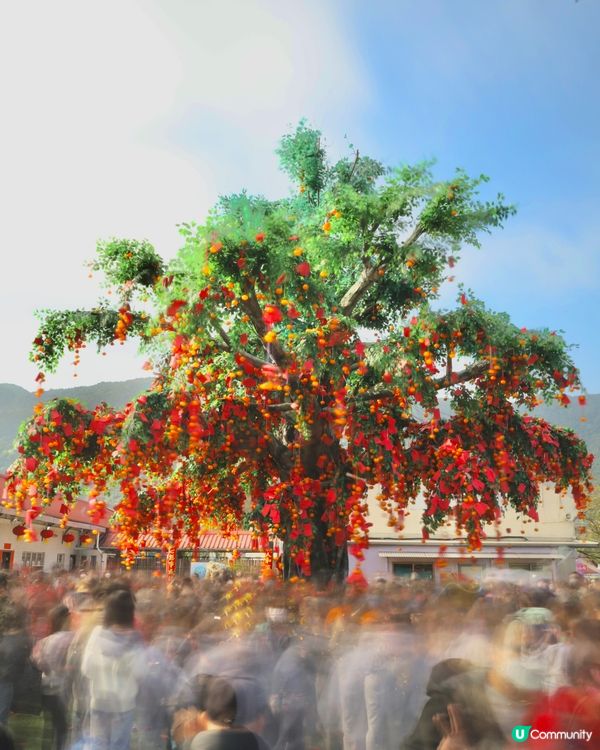 香港好去處📷林村許願樹，拋寶碟祈福！🙏 