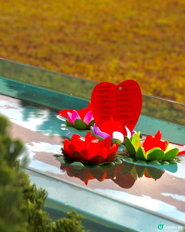 香港好去處📷林村許願樹，拋寶碟祈福！🙏 