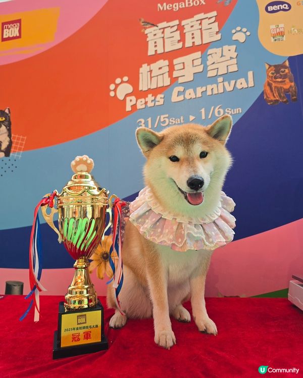 寵寵梳乎祭 