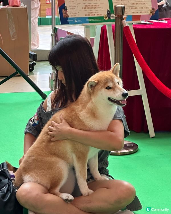 寵寵梳乎祭 