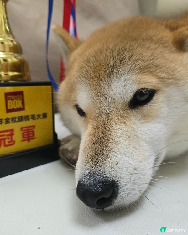 寵寵梳乎祭 