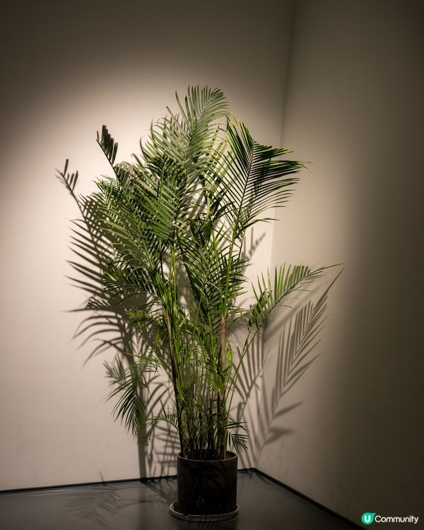 大芬美術館免費任你行🖼️！打卡文化之旅！