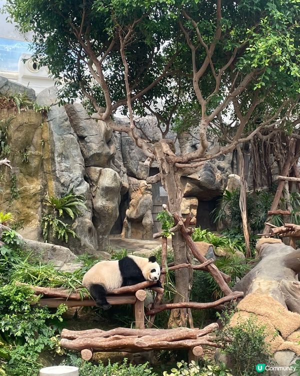 海洋公園熊貓BB