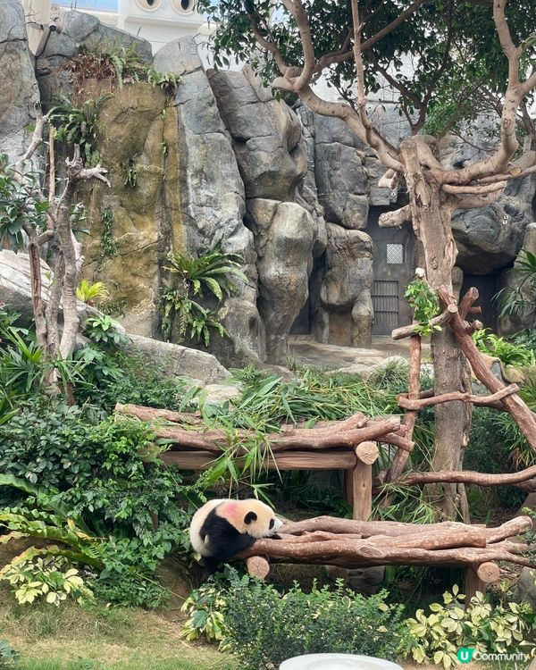 海洋公園熊貓BB