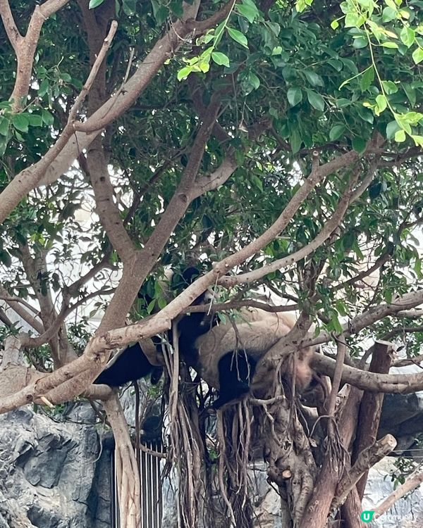 海洋公園熊貓BB