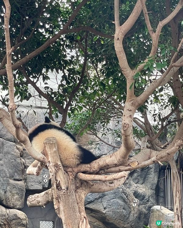 海洋公園熊貓BB