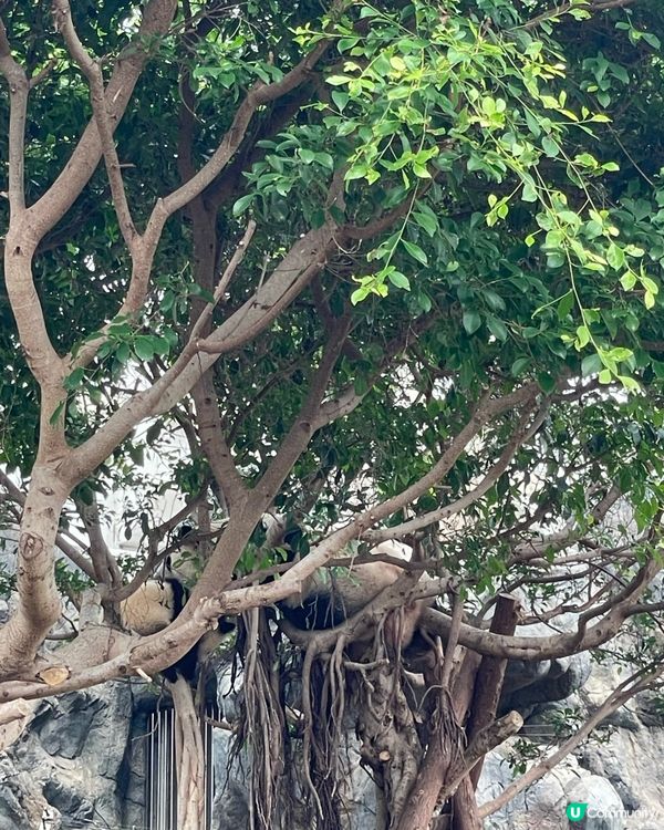 海洋公園熊貓BB