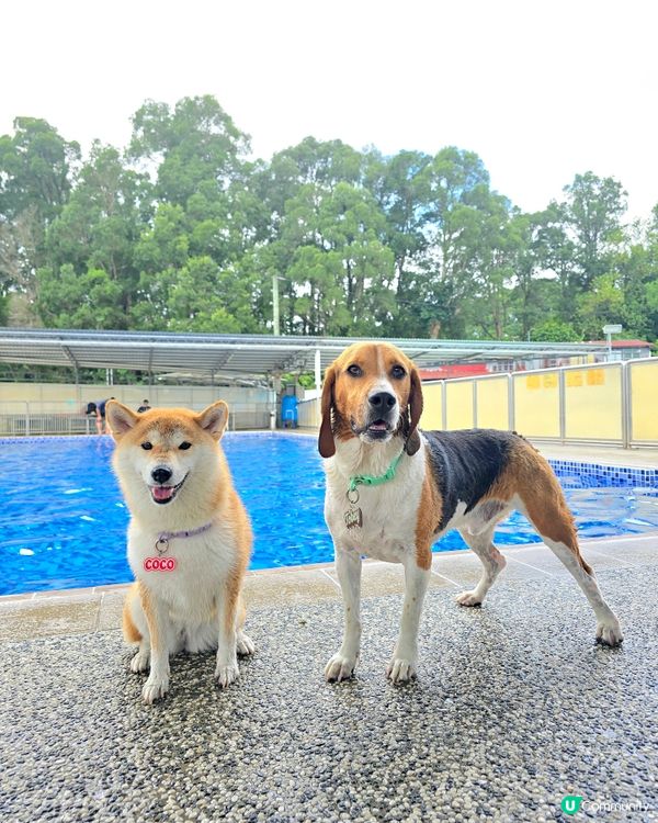 香港犬隻工作及障礙賽事會