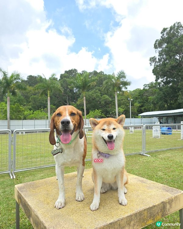 香港犬隻工作及障礙賽事會