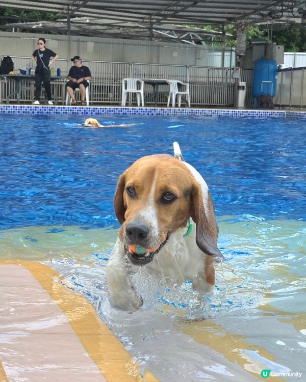 香港犬隻工作及障礙賽事會