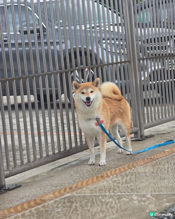 香港犬隻工作及障礙賽事會