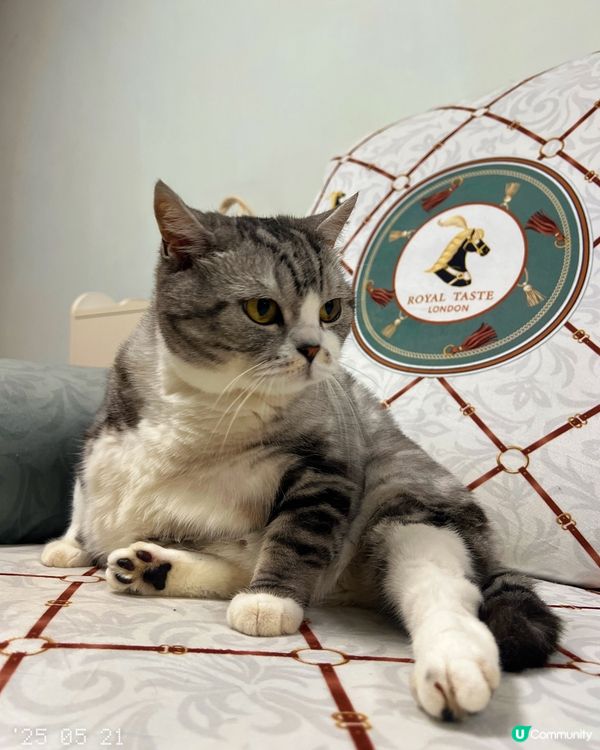 #貓貓日常#貓奴#短毛貓