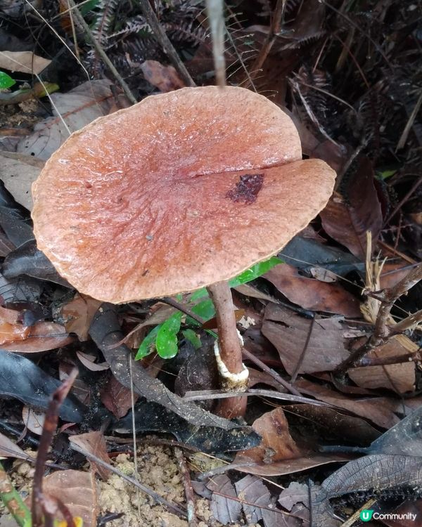 雨後磨菇