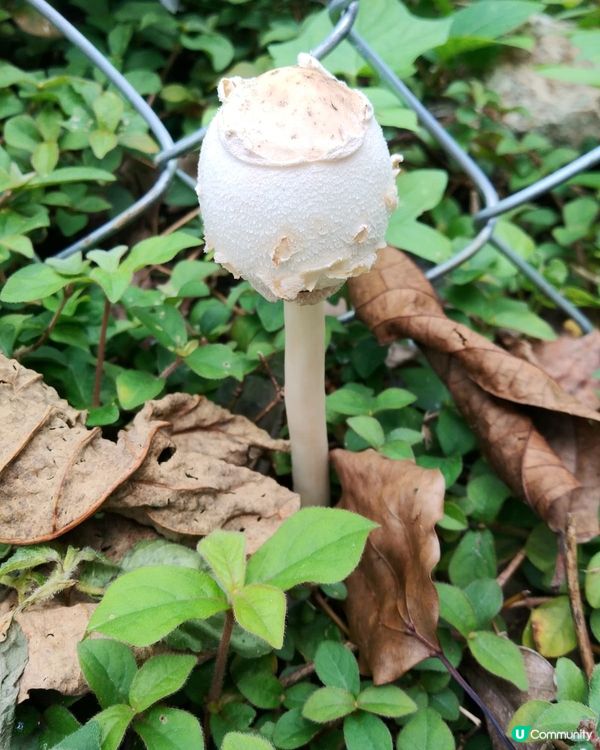 一粒糖