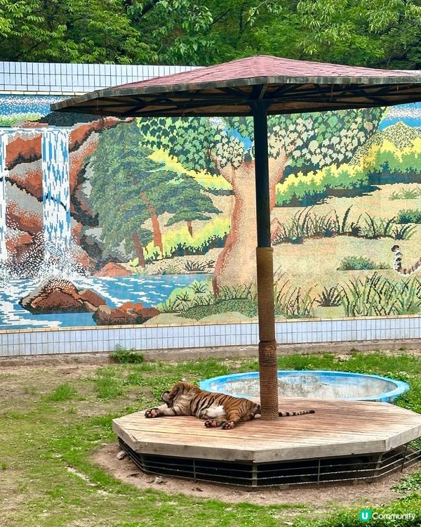 🇰🇷韓國大邱免費親子景點‼️達城公園｜罕見雀鳥＋獅子馬騮任你睇‼️