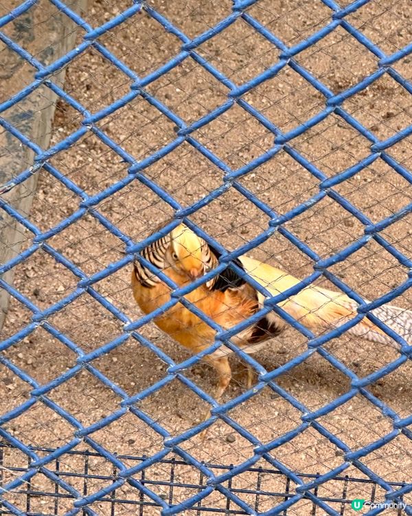 🇰🇷韓國大邱免費親子景點‼️達城公園｜罕見雀鳥＋獅子馬騮任你睇‼️