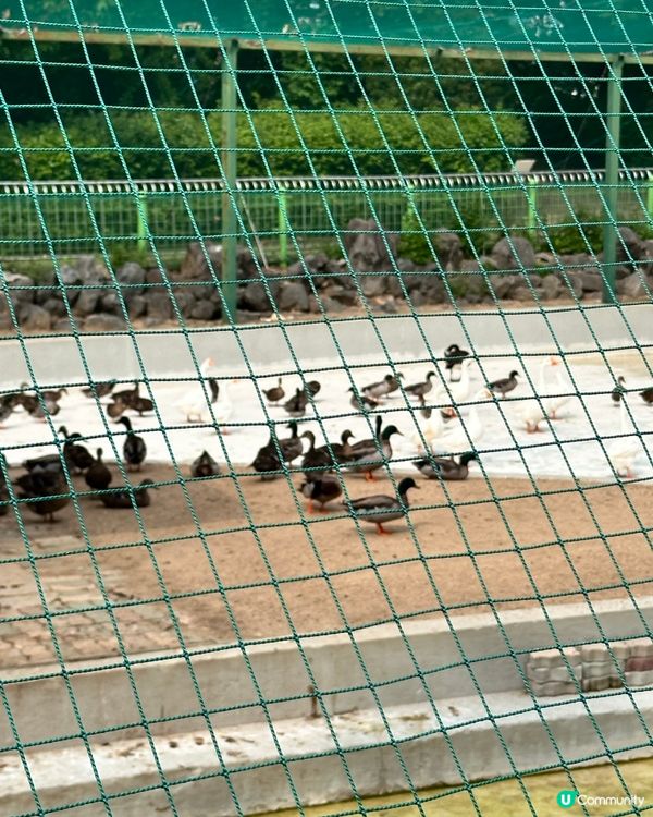 🇰🇷韓國大邱免費親子景點‼️達城公園｜罕見雀鳥＋獅子馬騮任你睇‼️