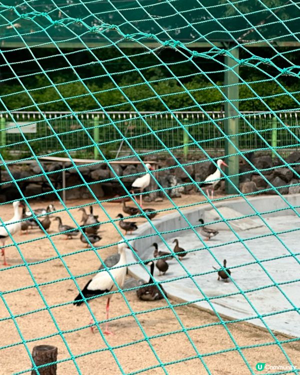 🇰🇷韓國大邱免費親子景點‼️達城公園｜罕見雀鳥＋獅子馬騮任你睇‼️