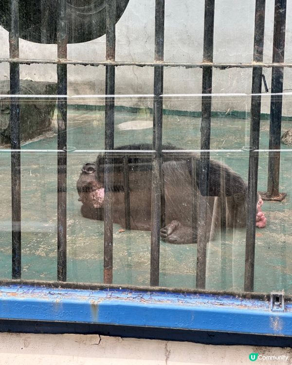 🇰🇷韓國大邱免費親子景點‼️達城公園｜罕見雀鳥＋獅子馬騮任你睇‼️