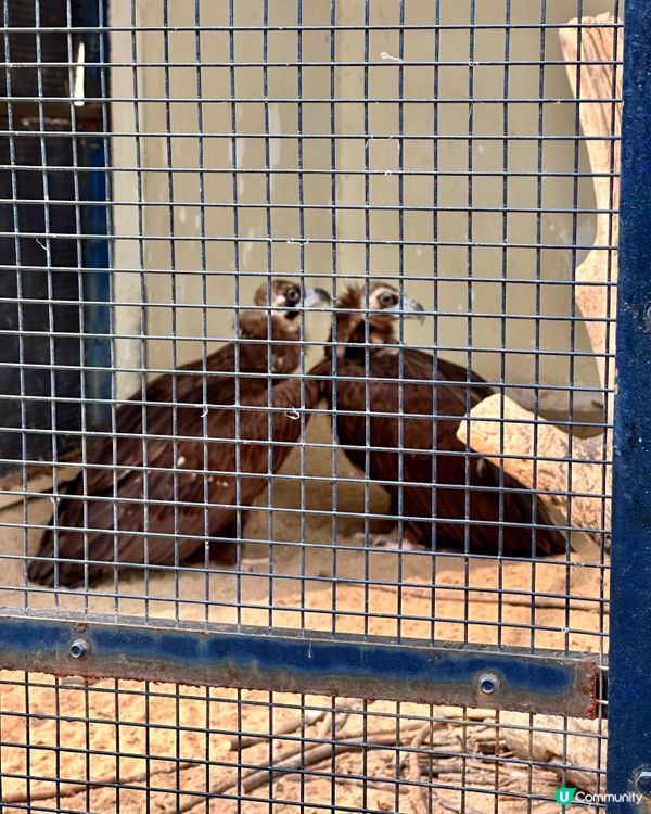 🇰🇷韓國大邱免費親子景點‼️達城公園｜罕見雀鳥＋獅子馬騮任你睇‼️