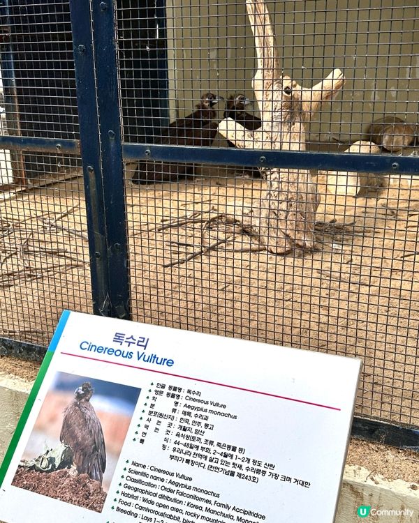 🇰🇷韓國大邱免費親子景點‼️達城公園｜罕見雀鳥＋獅子馬騮任你睇‼️