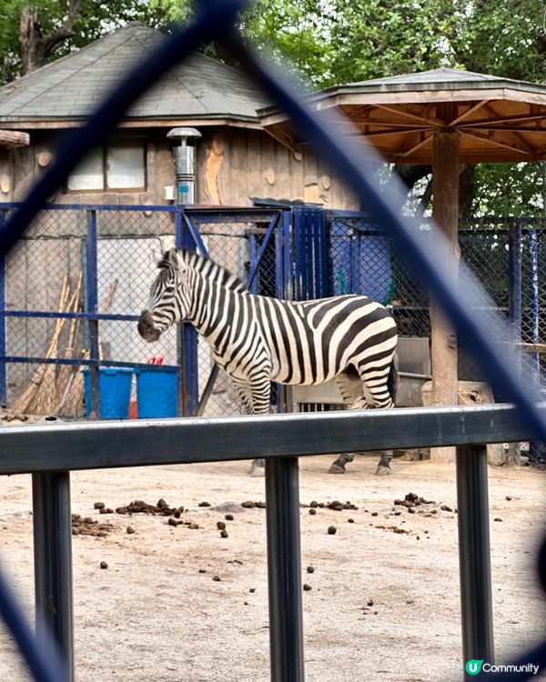 🇰🇷韓國大邱免費親子景點‼️達城公園｜罕見雀鳥＋獅子馬騮任你睇‼️
