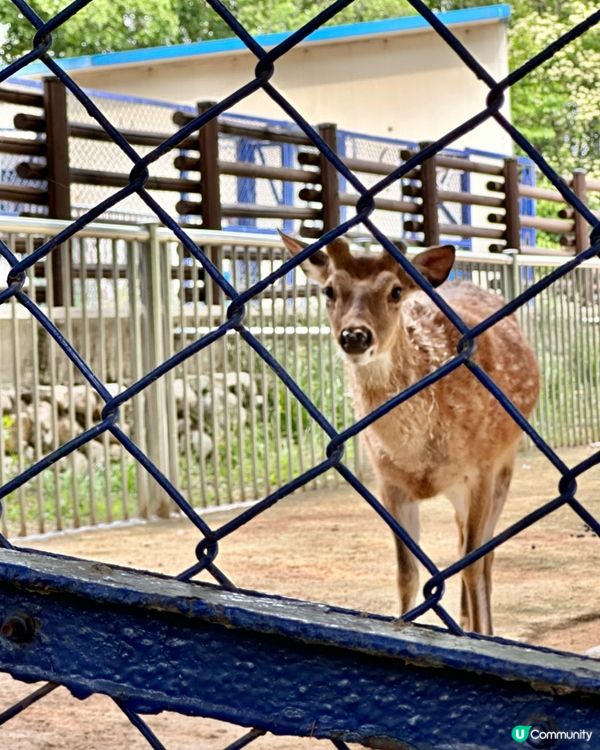 🇰🇷韓國大邱免費親子景點‼️達城公園｜罕見雀鳥＋獅子馬騮任你睇‼️