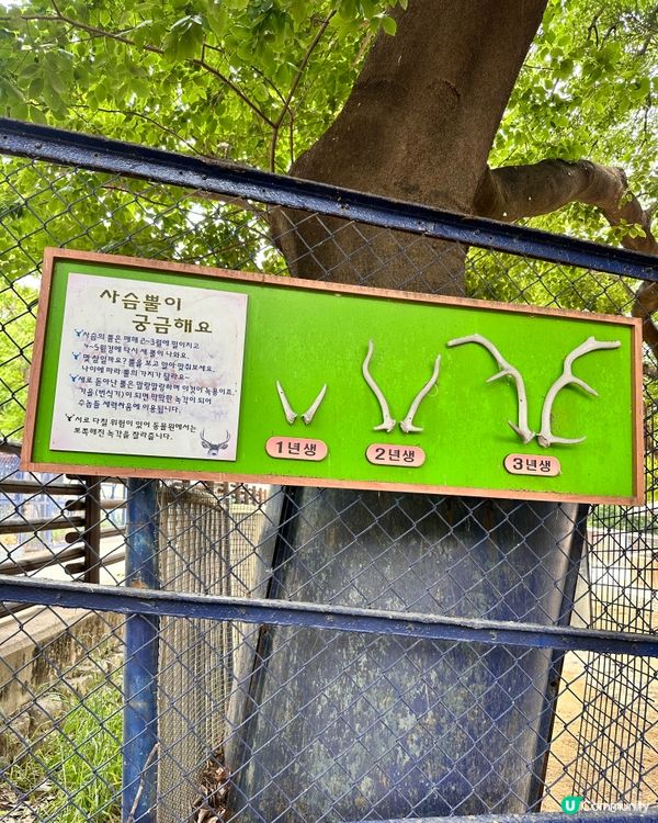 🇰🇷韓國大邱免費親子景點‼️達城公園｜罕見雀鳥＋獅子馬騮任你睇‼️