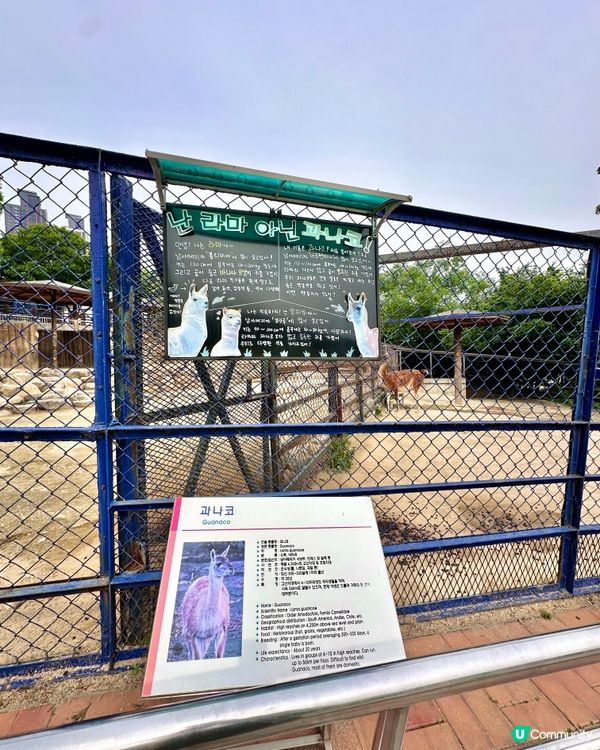 🇰🇷韓國大邱免費親子景點‼️達城公園｜罕見雀鳥＋獅子馬騮任你睇‼️