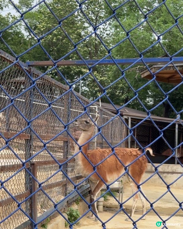 🇰🇷韓國大邱免費親子景點‼️達城公園｜罕見雀鳥＋獅子馬騮任你睇‼️
