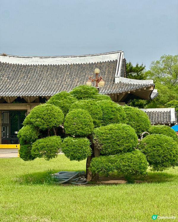 🇰🇷韓國大邱免費親子景點‼️達城公園｜罕見雀鳥＋獅子馬騮任你睇‼️