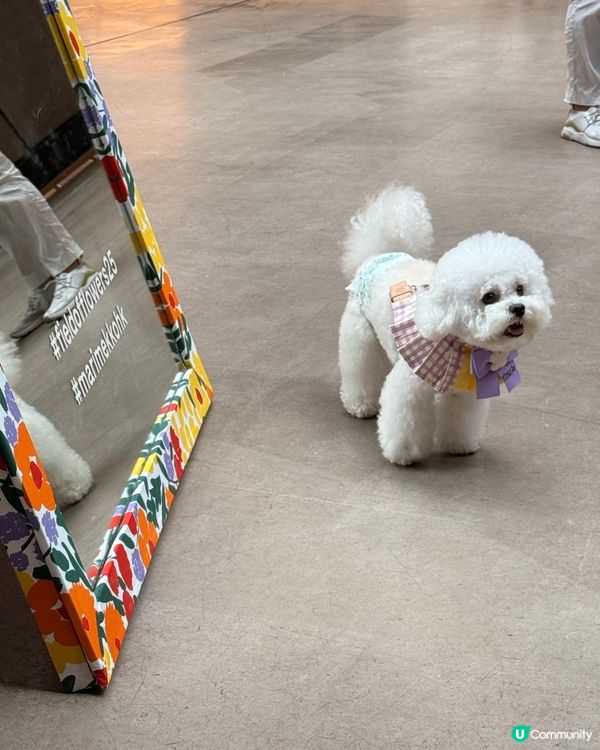 Marimekko展覽估唔到咁多狗狗🐶滿場走＆影相📸😆