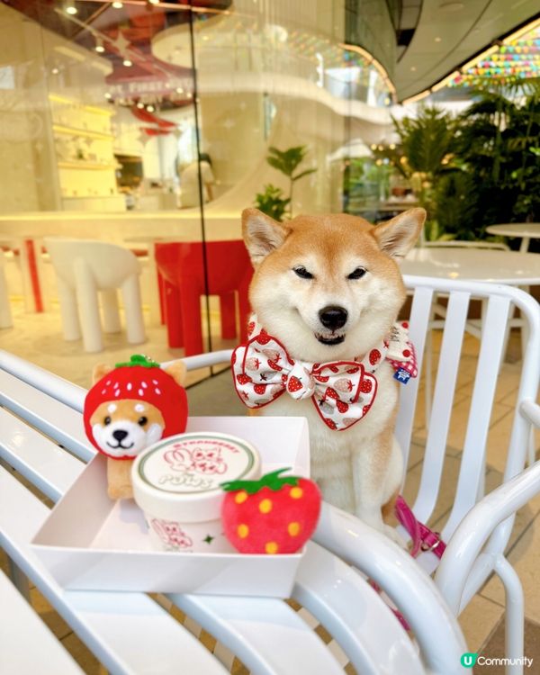 / 帶毛孩食雪糕 \