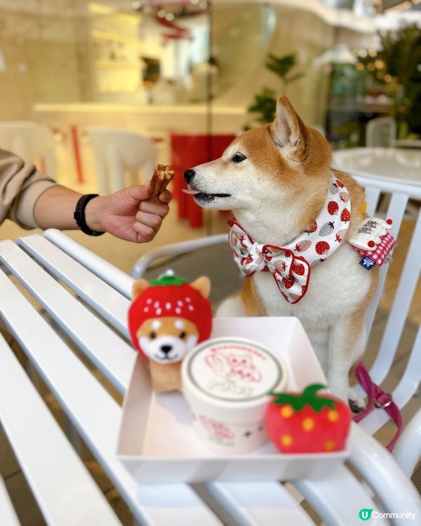 / 帶毛孩食雪糕 \