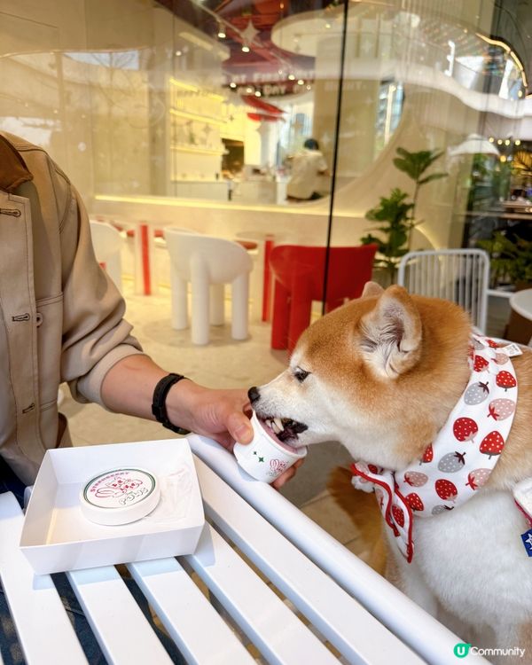 / 帶毛孩食雪糕 \