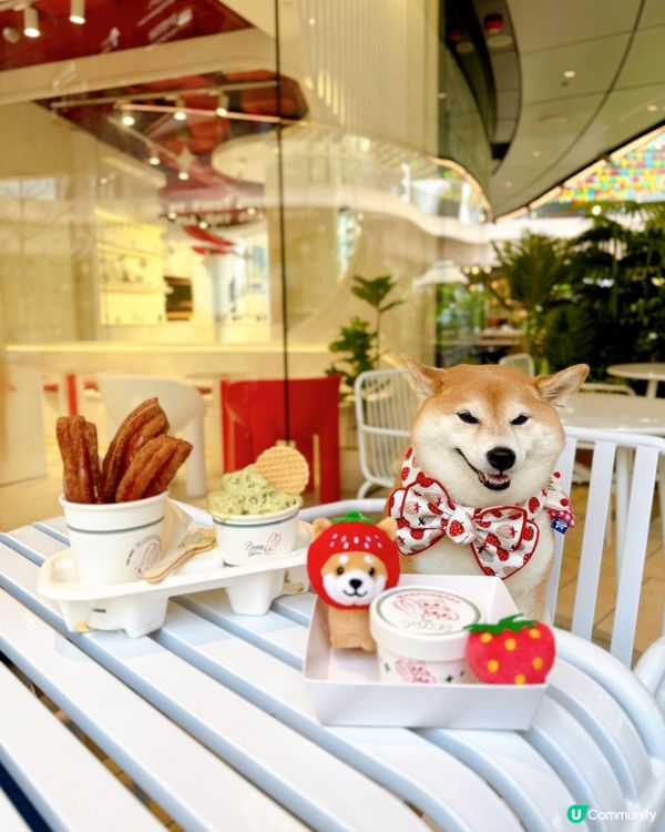 / 帶毛孩食雪糕 \