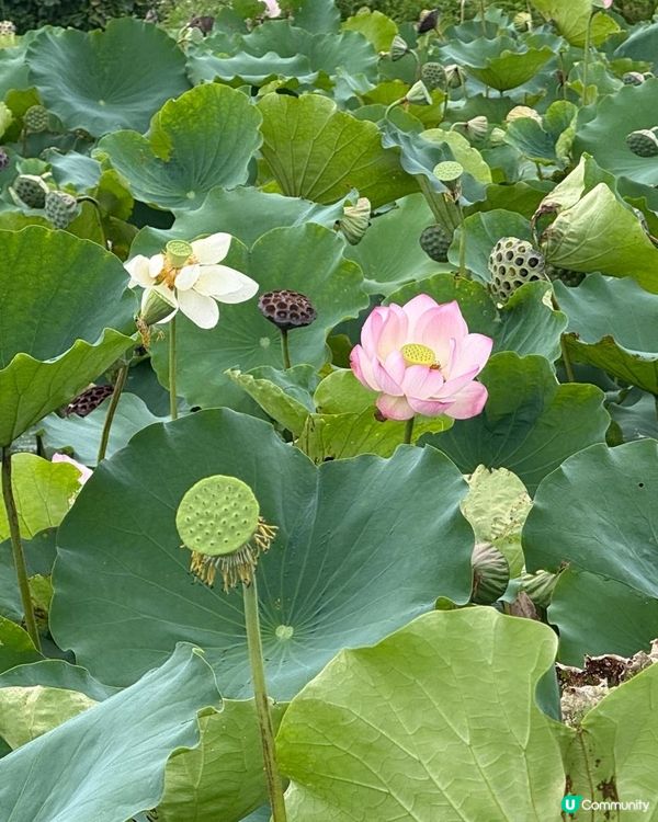 夏日荷葉飯🤤！本地食材滋味😋！