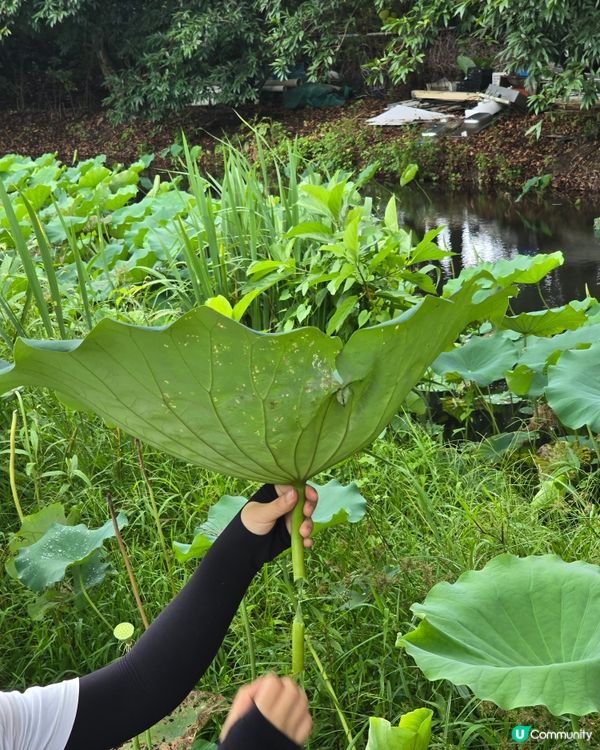 夏日荷葉飯🤤！本地食材滋味😋！