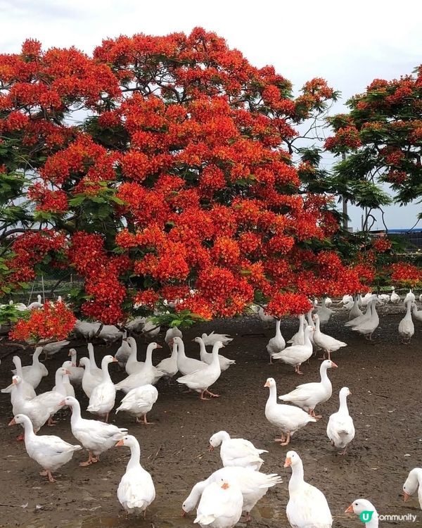 鳳凰木下鵝群