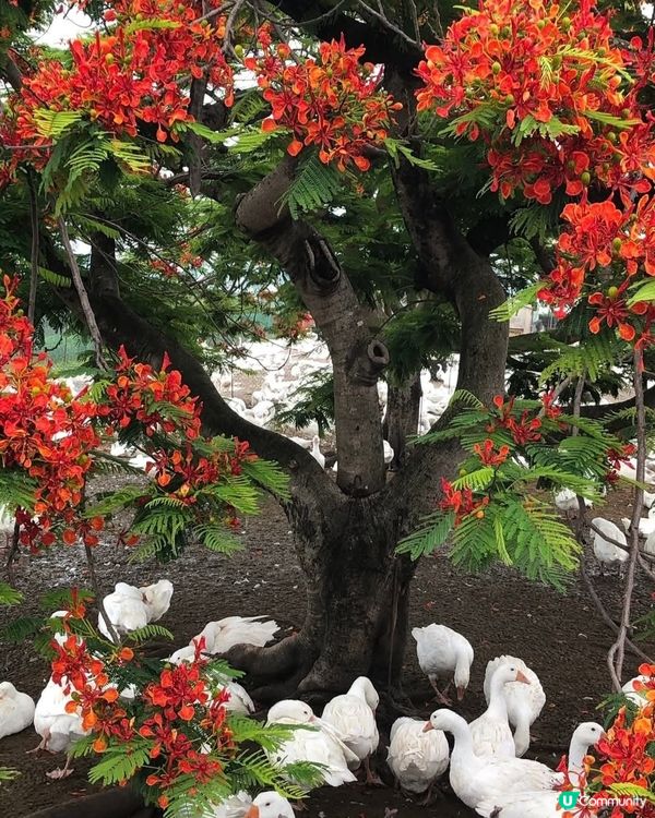 鳳凰木下鵝群