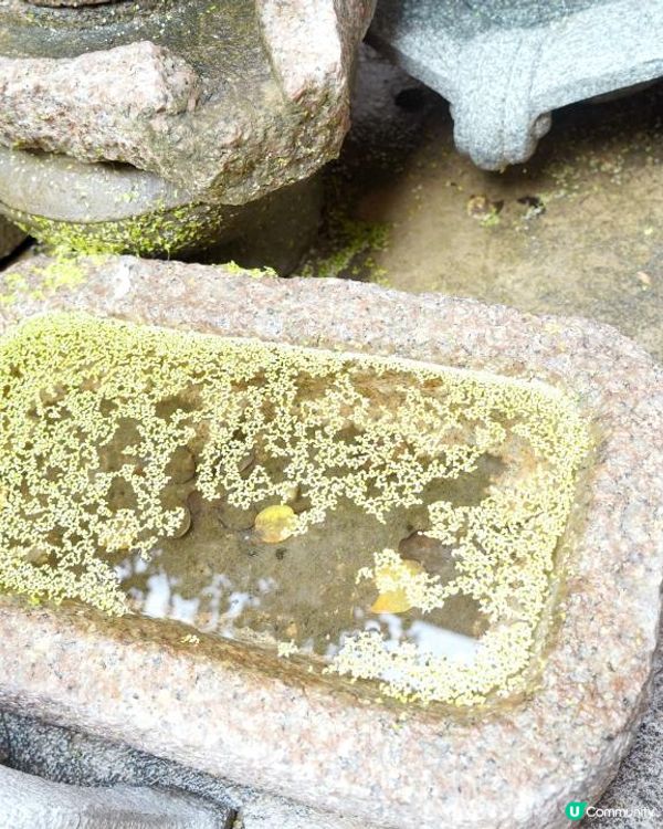 【汕頭】遊走夢幻式的中西建築古蹟◀︎陳慈黌故居▶︎