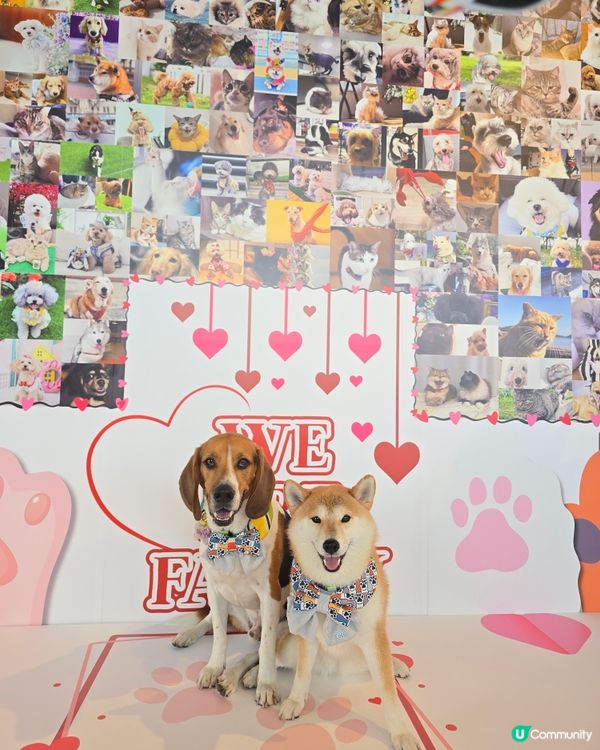 Go Park 有活動呀
【PET CLUB 夏日寵愛嘉年華