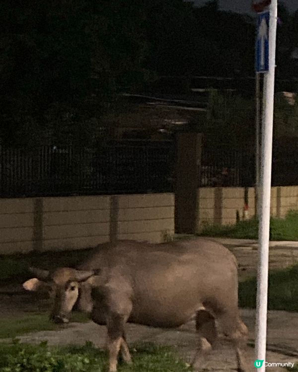 錦上路寫意的日子