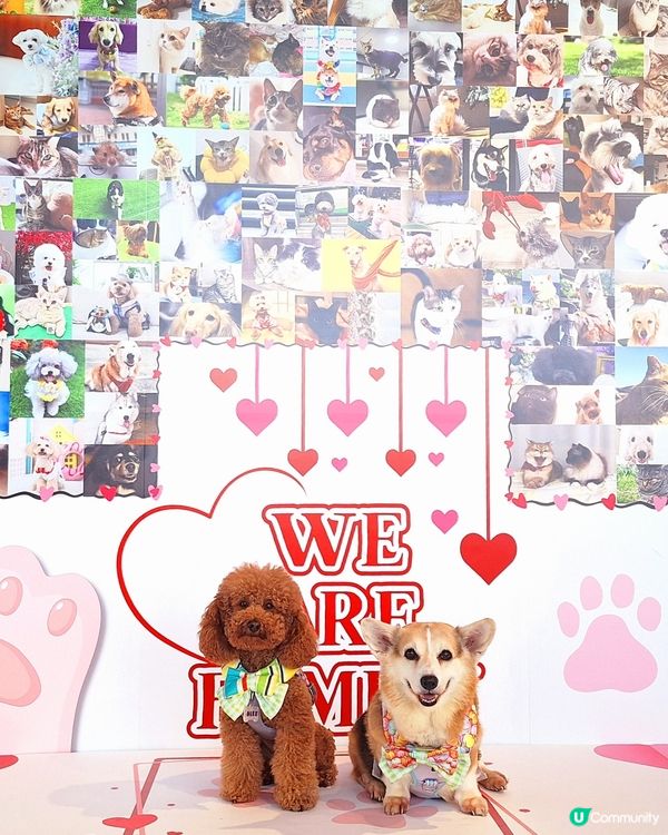 【夏日寵愛嘉年華】毛孩打卡影相📸！領養日🐾！