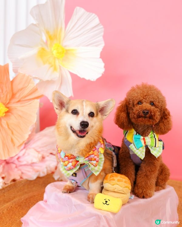 【夏日寵愛嘉年華】毛孩打卡影相📸！領養日🐾！