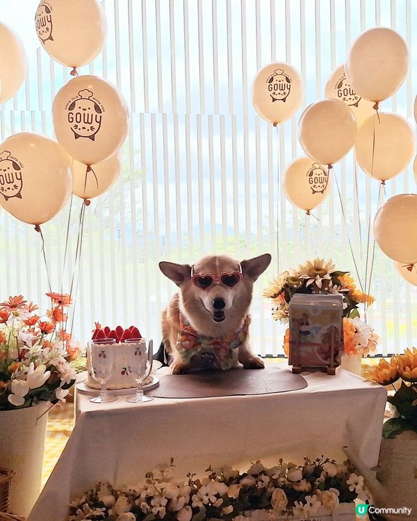 【夏日寵愛嘉年華】毛孩打卡影相📸！領養日🐾！