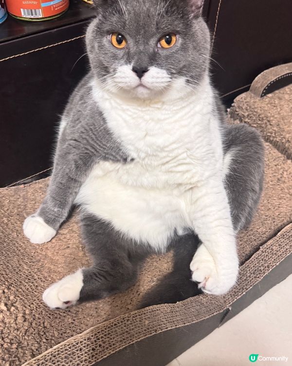 喂呀⋯做乜坐得咁麻甩㗎？😲😲😲