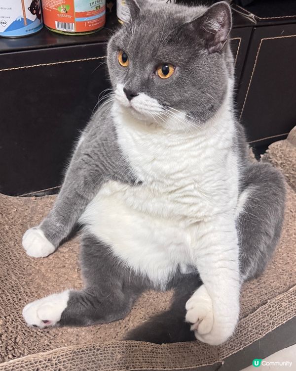 喂呀⋯做乜坐得咁麻甩㗎？😲😲😲